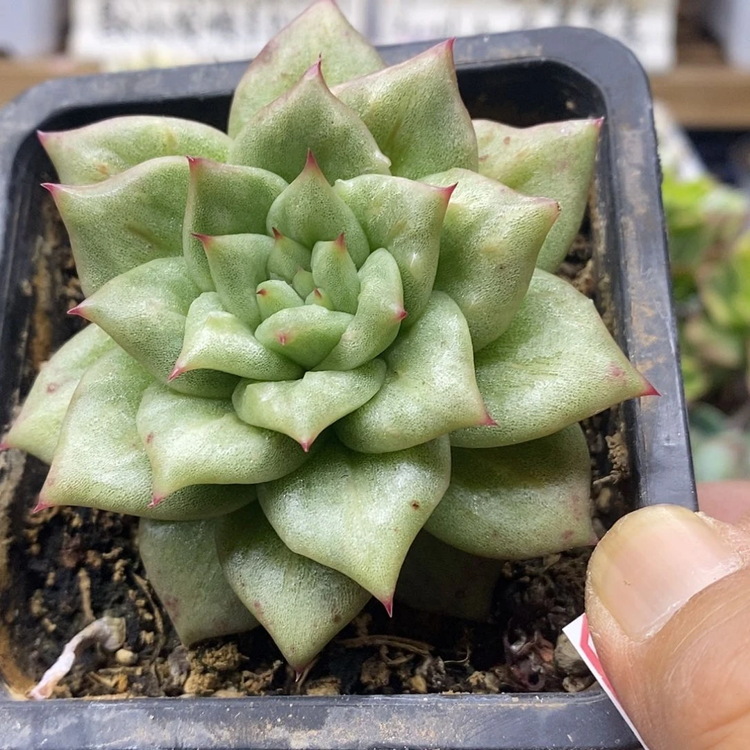 16100 凸起玛利亚