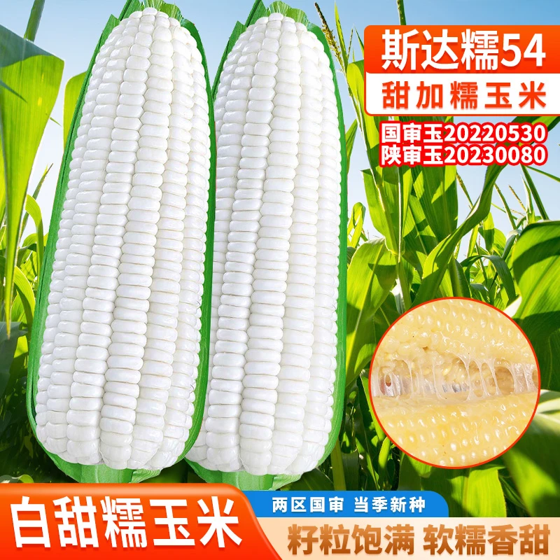【国审】斯达糯54白甜糯玉米种子高产早熟大棒甜糯春夏播种玉米种