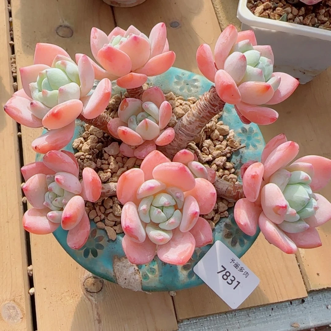 冷香无砍，7831多肉植物