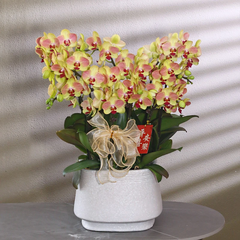 蝴蝶兰【三色鸟】带花带盆组好伴手礼送礼客厅茶桌婚礼工位美化装饰