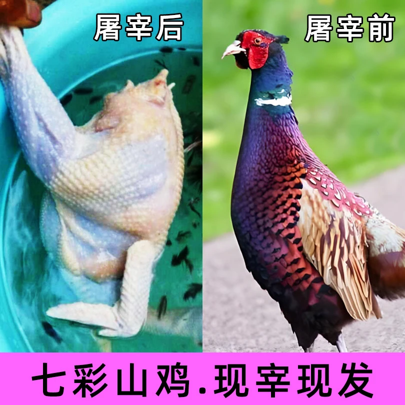 3只七彩山鸡整鸡宰杀好现宰现发,生鲜冷冻发货顺丰京东包邮