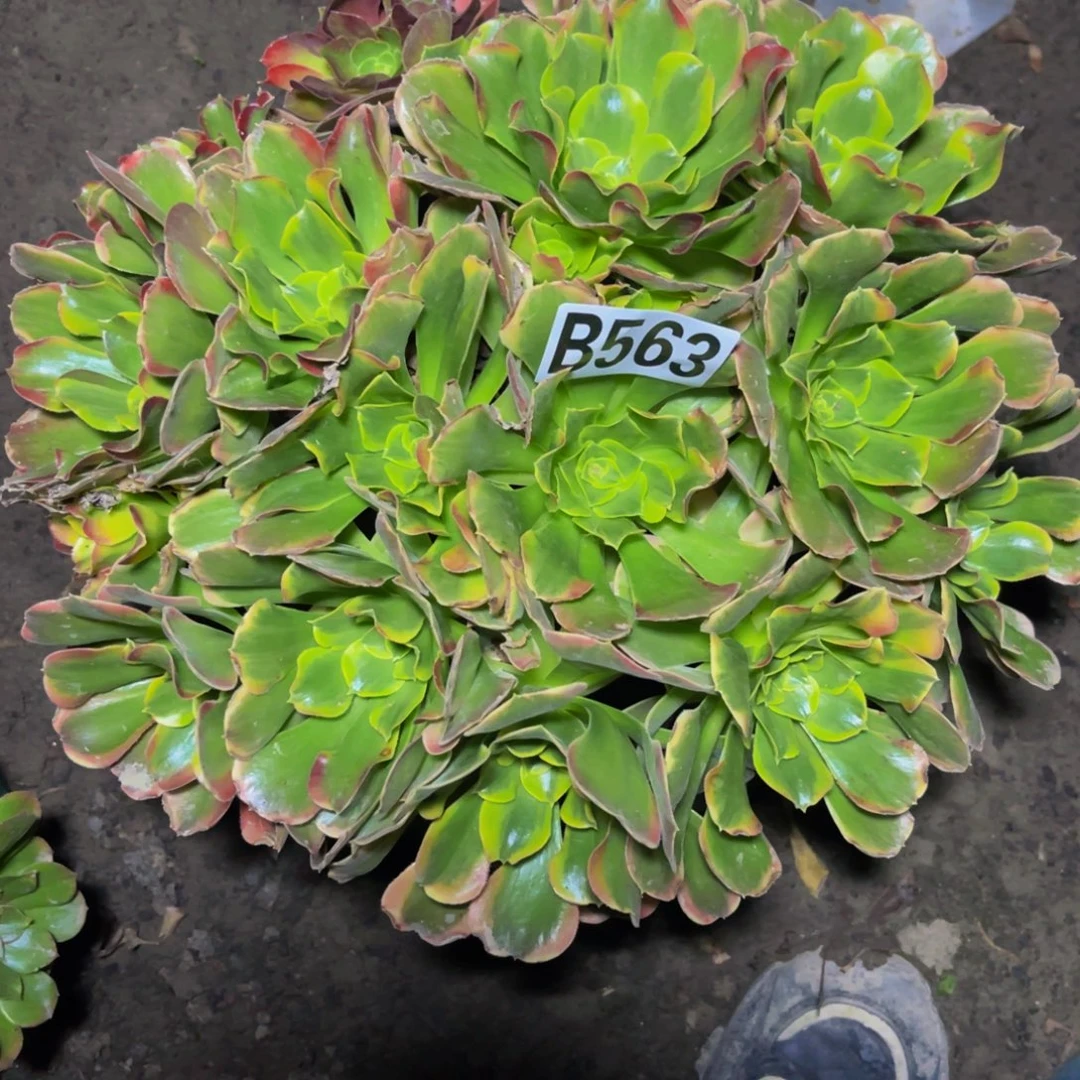 炫彩法师16//////24包邮