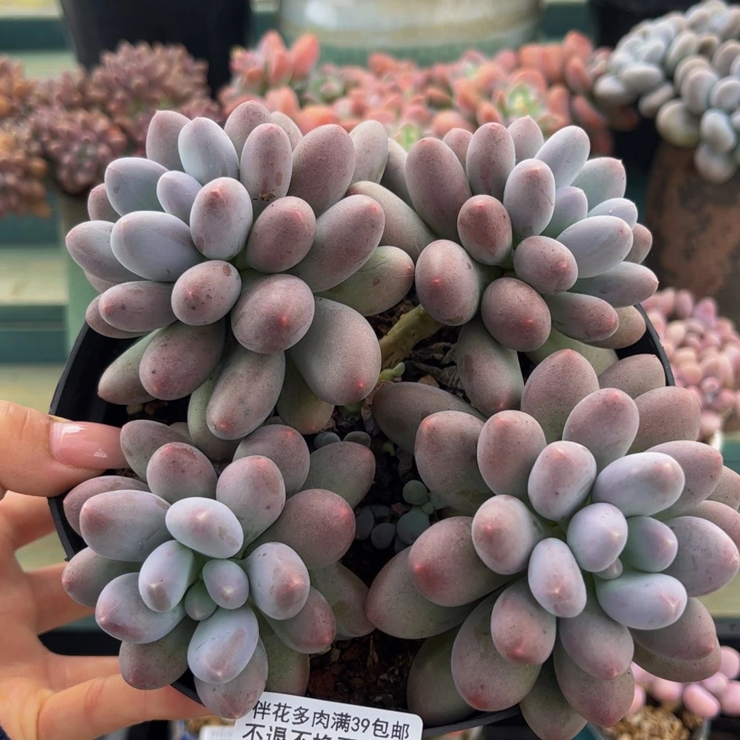 710-蛋黄奶多肉11cm