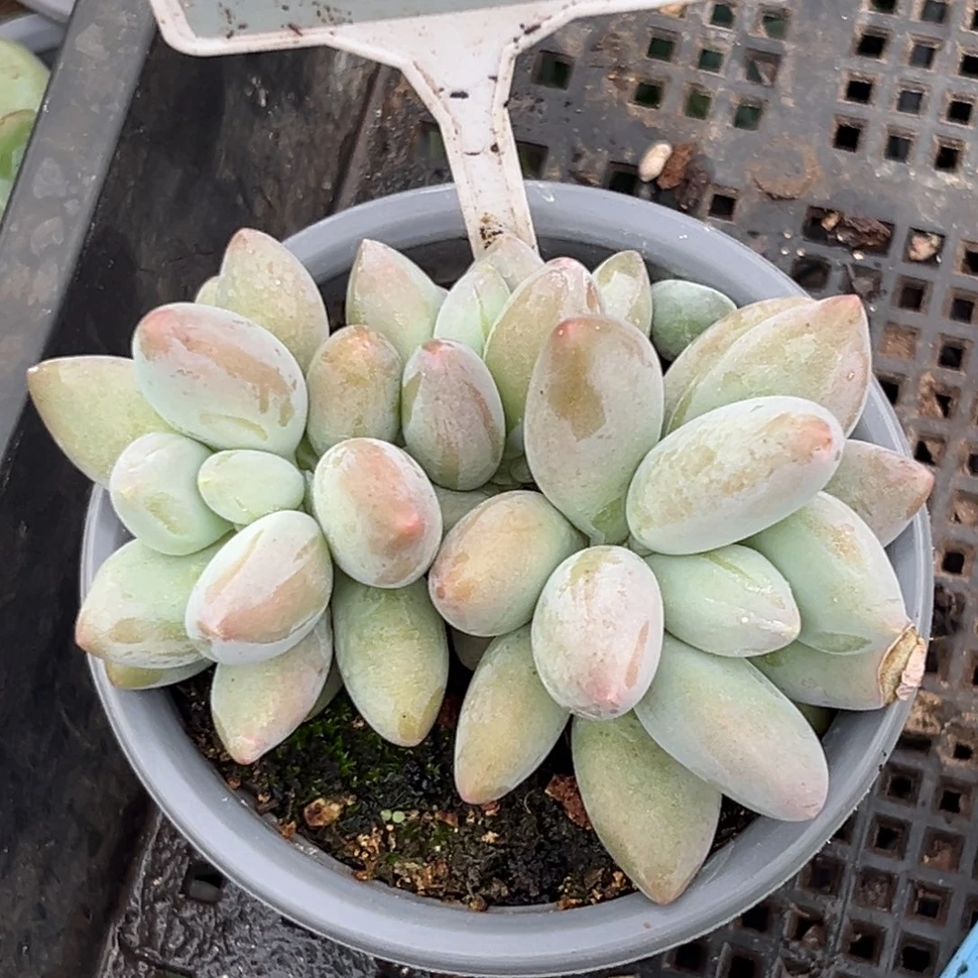 多肉植物白兰地619