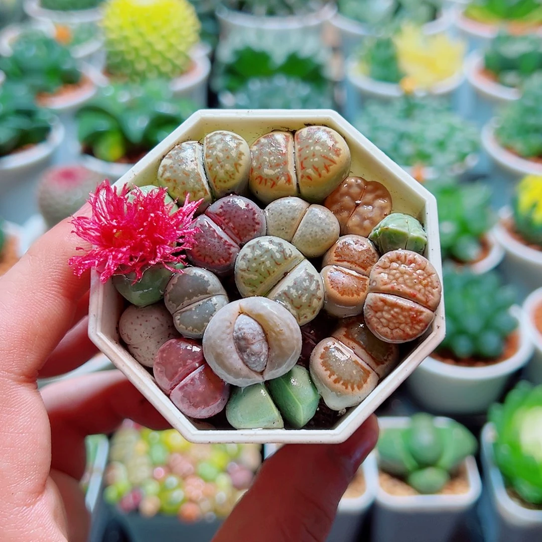 八角杯生石花多肉多肉