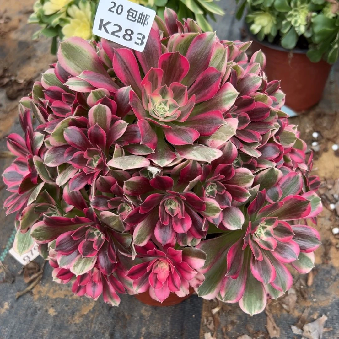 283男神，满20包邮嘟叮熊