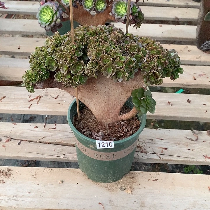 1210万圣节一颗正版