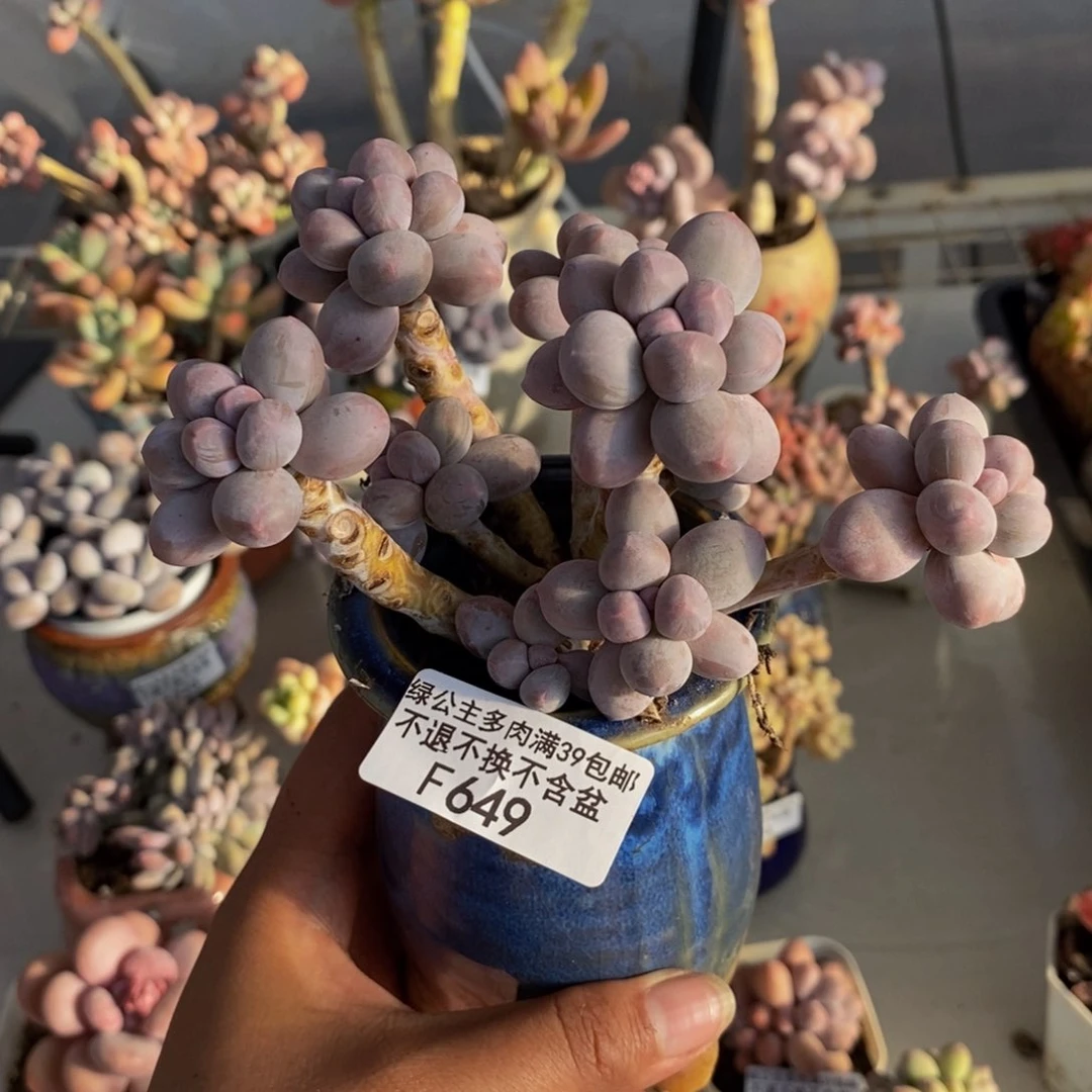 649香水手指奶多肉9c m