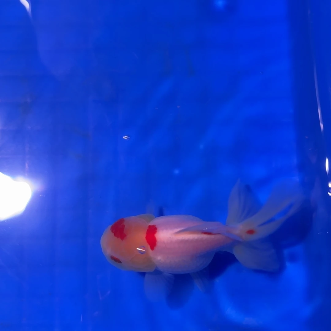 金鱼一条红白百褶泰狮