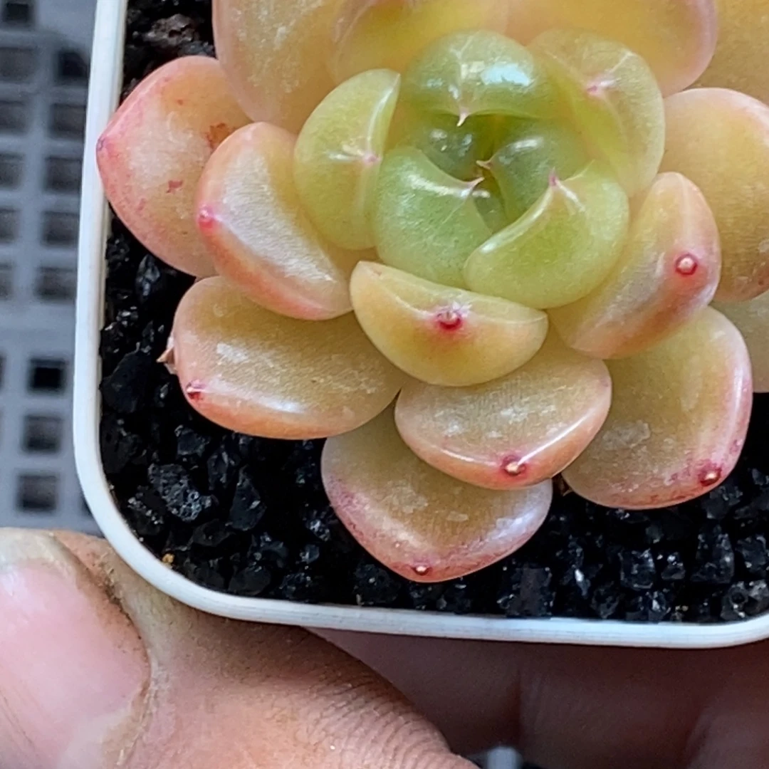 天官赐福百无禁忌