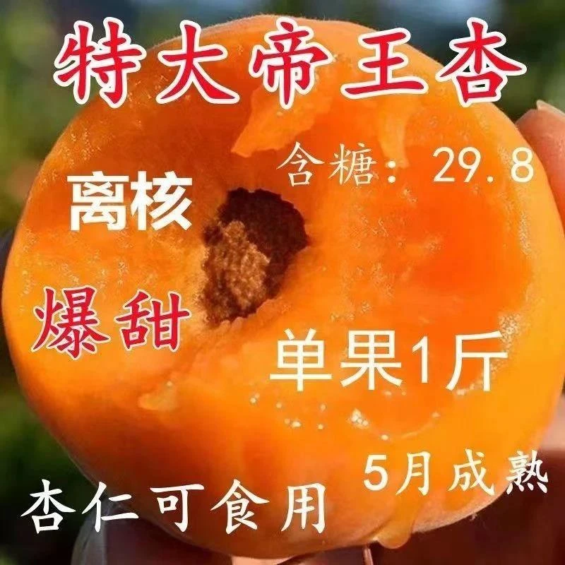 杏树苗特大帝王杏子树苗大果盆栽地栽耐寒耐旱南北方种植当年结果