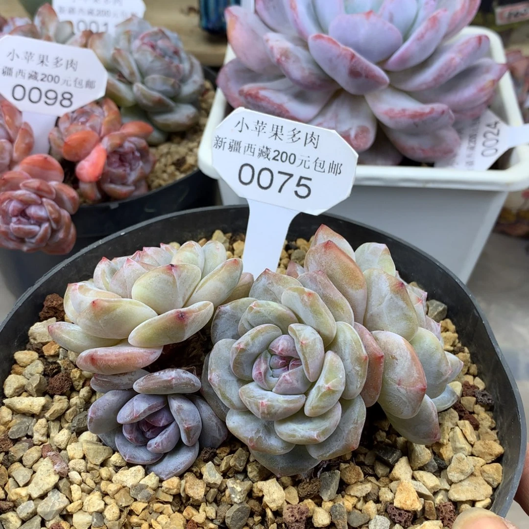 黄底紫心075/10cm4头