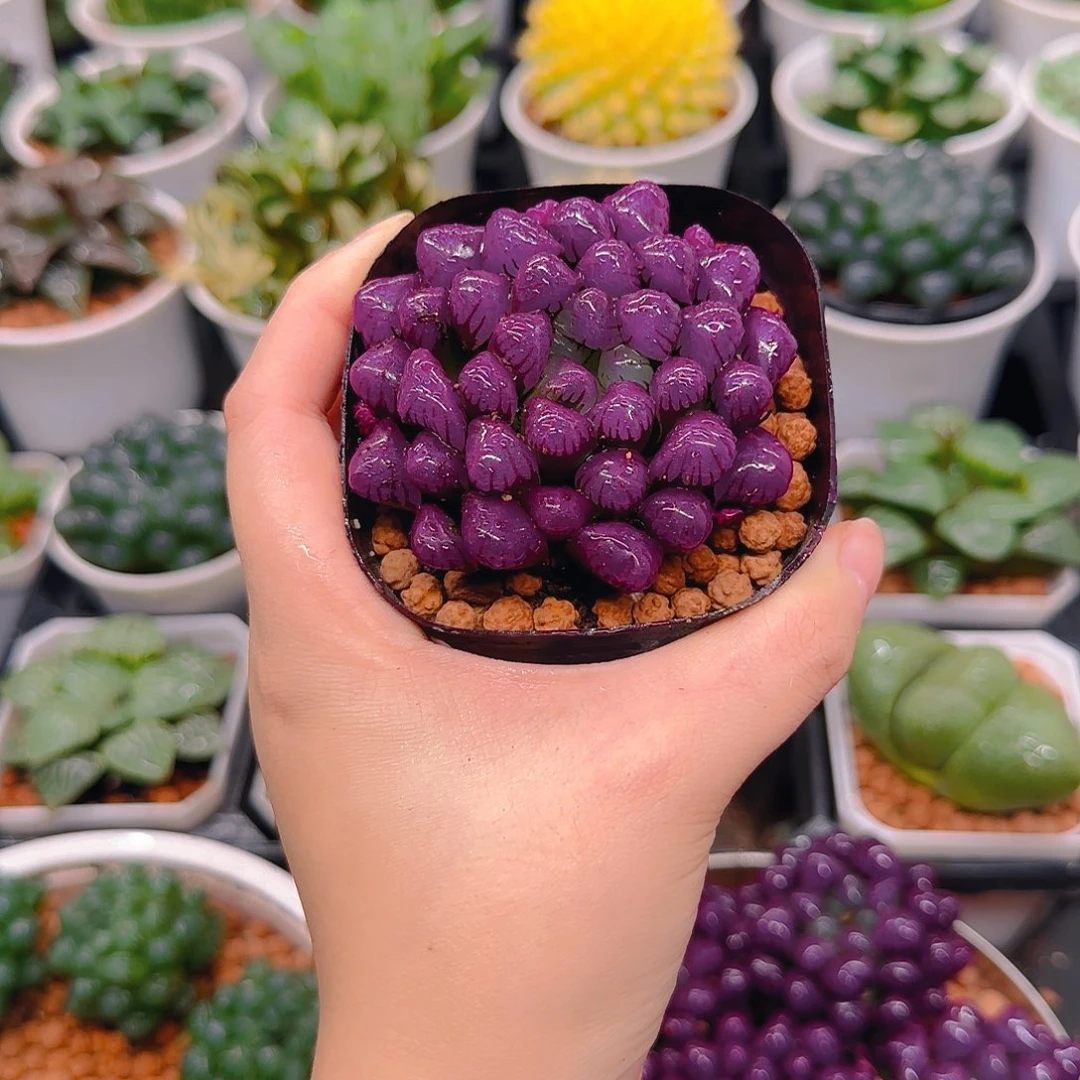 紫宝石冰灯玉露，原盆，人工上色