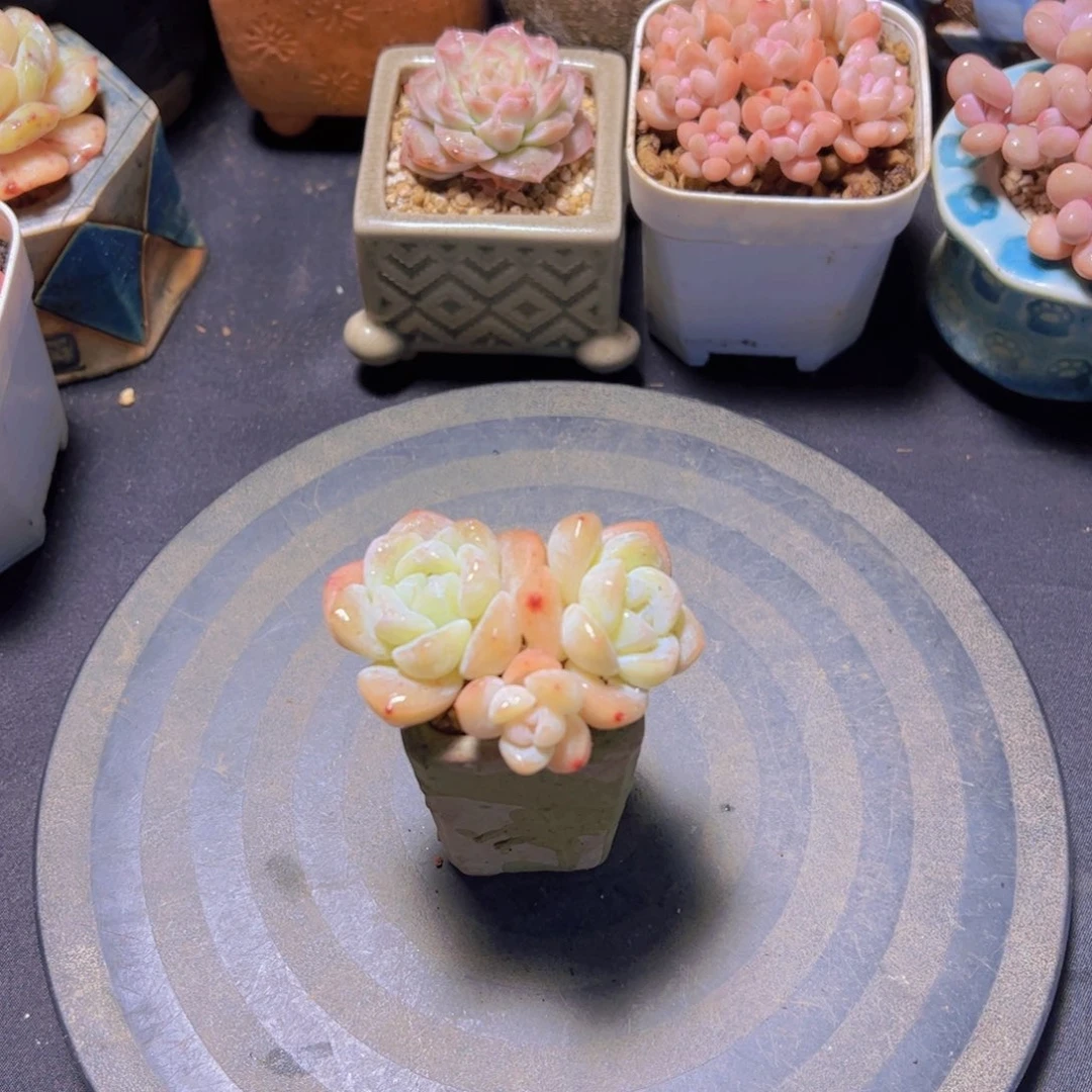 耀***?奶油冰玉，多肉植物，