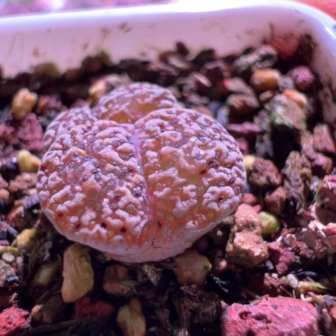 做***梦0570，草莓慕斯勋章