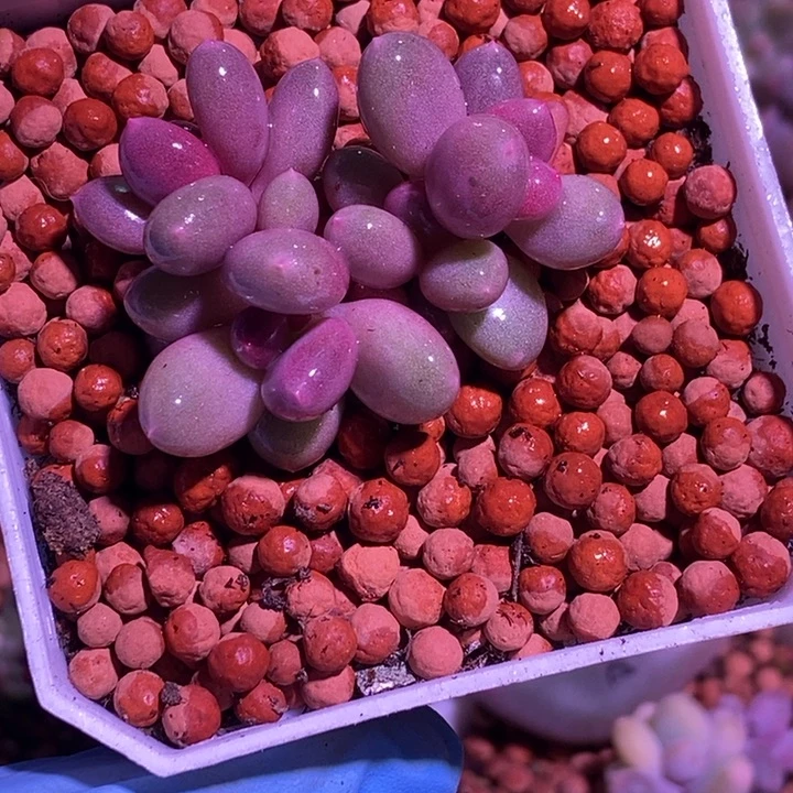 毛***儿白彩虹c20奶酪锦多肉植物