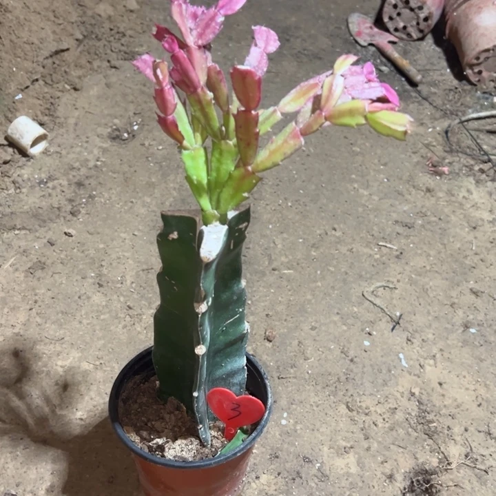 喜***雪当前无花栽培后可以开花太阳3