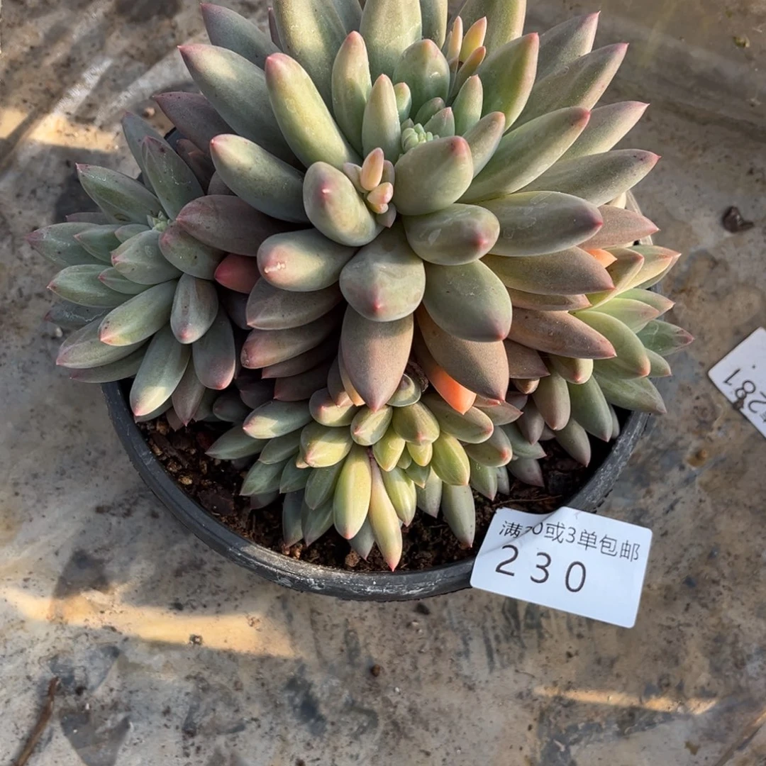 杨***哥230美人杂多肉植物……