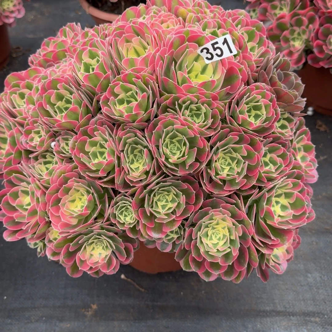 孔***控351多肉植物多肉植物