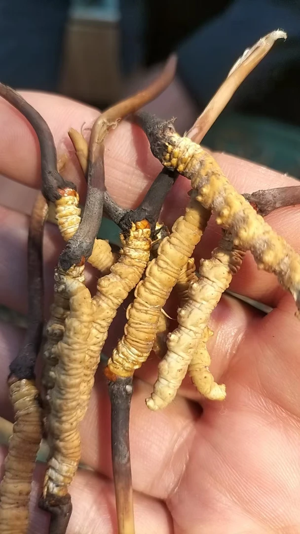 0.5克网红冬虫夏草种子