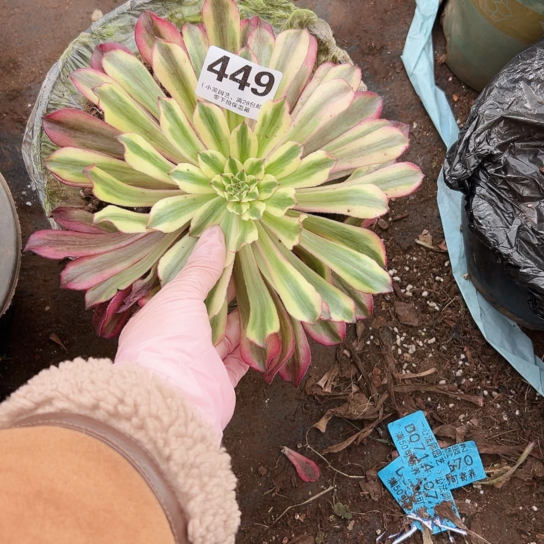 仙墨449多肉植物多肉植物