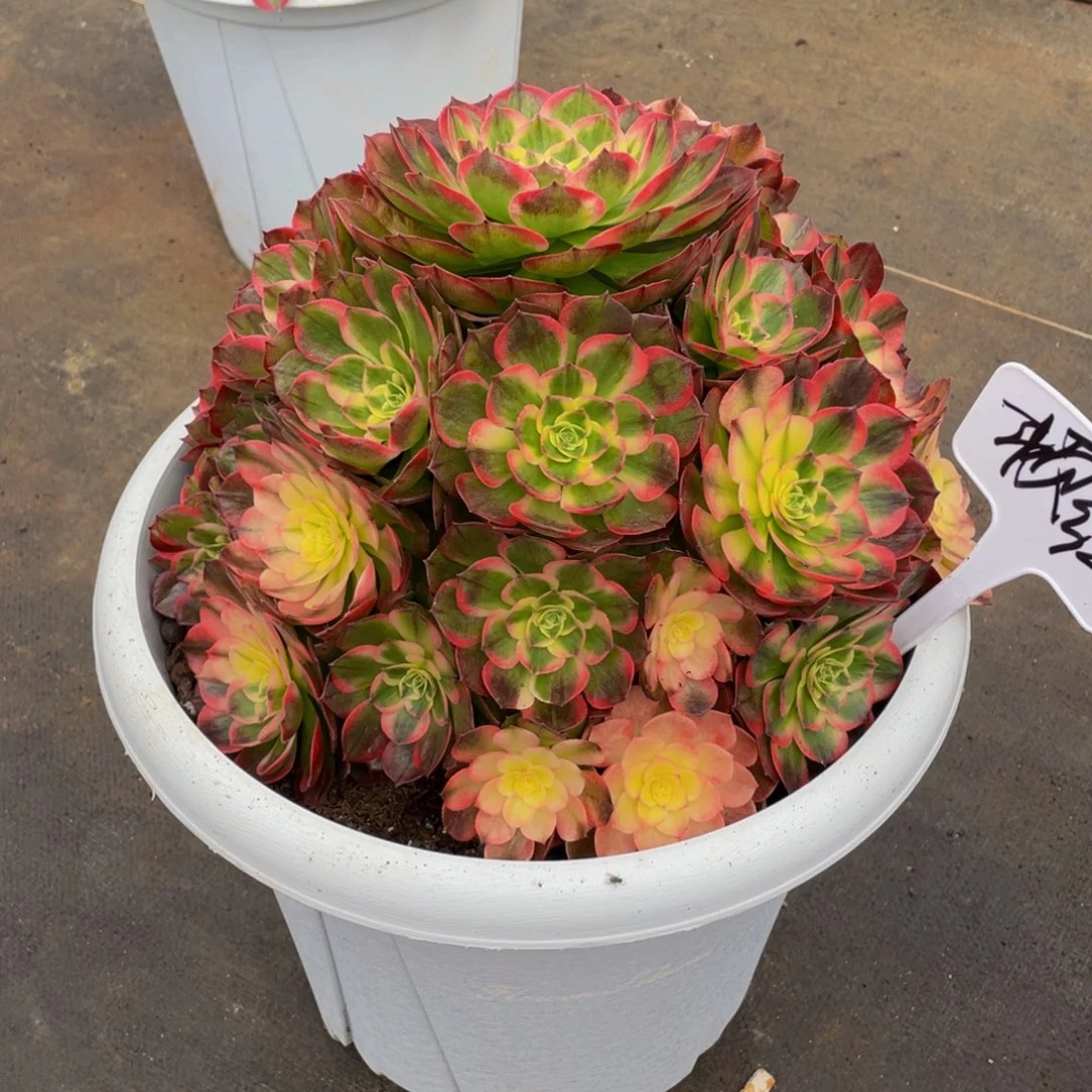 顿***红【通用】万圣节系列群生多肉植物万老桩大手捧精品多肉