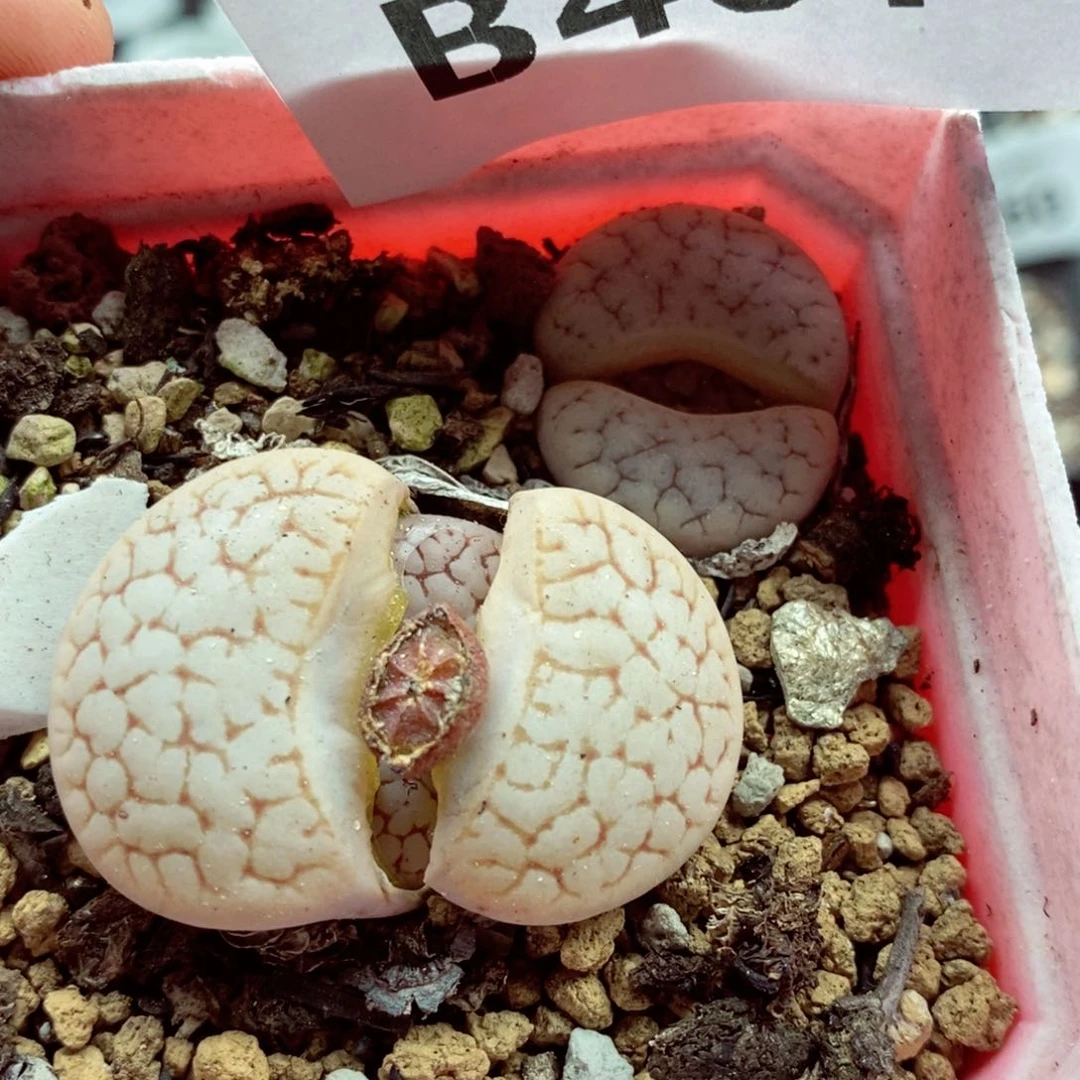 我的小姐姐们都是我461
