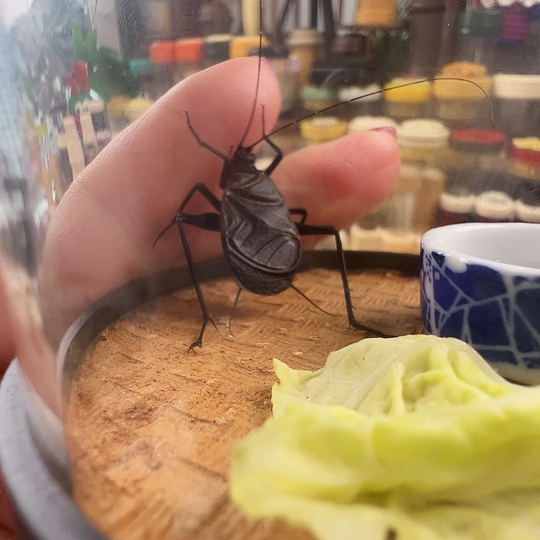 ****峰哈哈哈哈哈麒麟一个