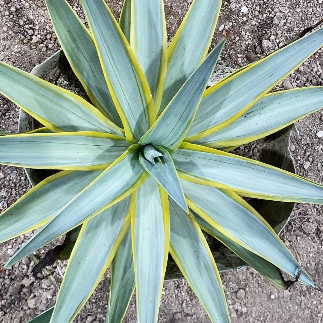 银河旅人冠幅30公分左右