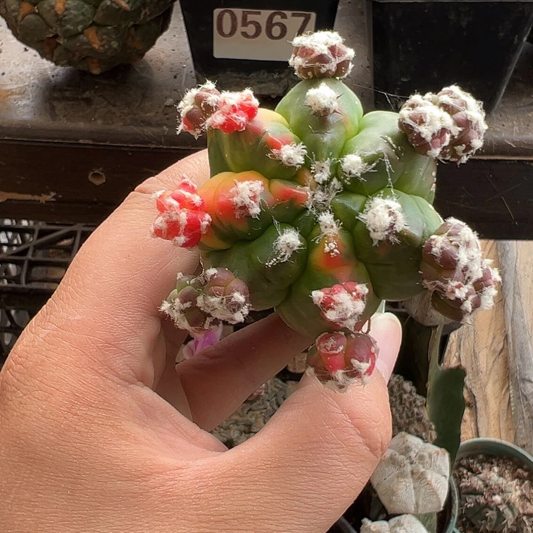 七楞龟甲鸾锦仙人球1035