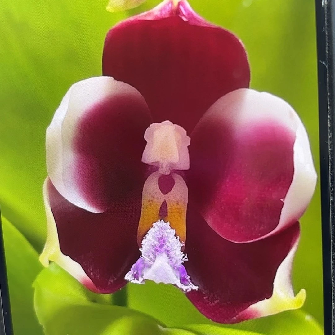 当前无花栽培后可以开花