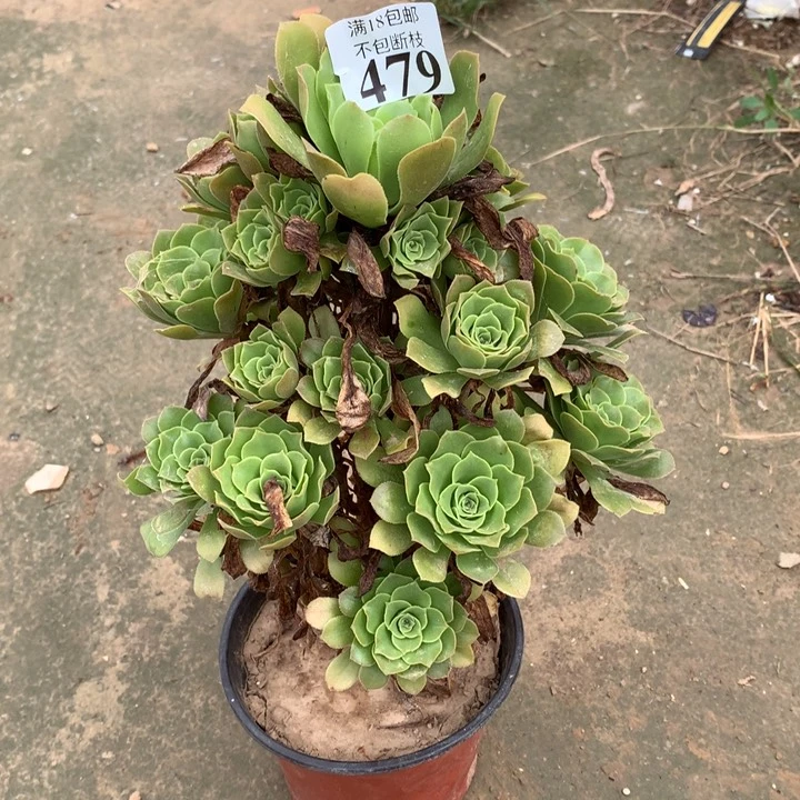 用****3479绿玫瑰手捧3号