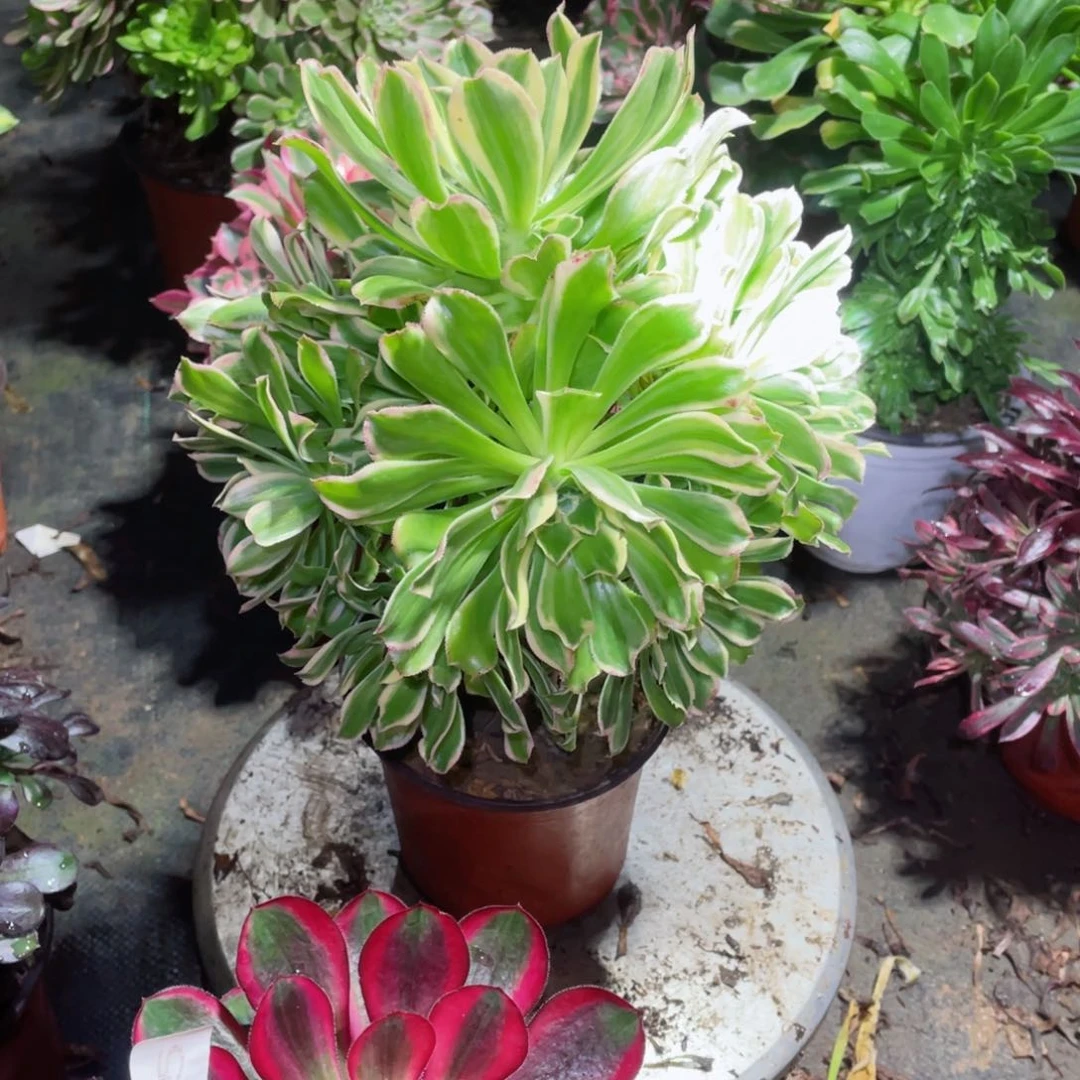 多肉植物艳日伞573