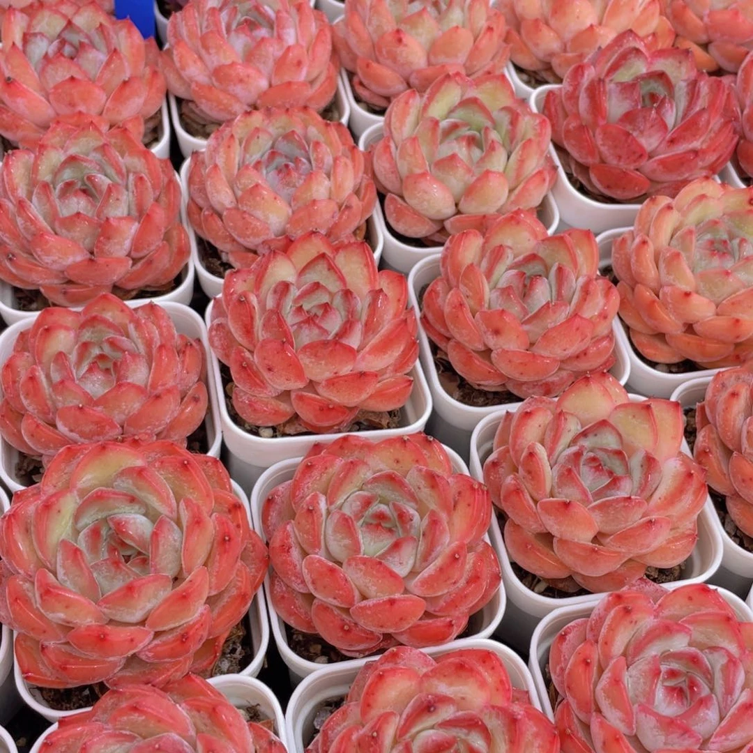 量拍8号 草莓杏仁单头一个