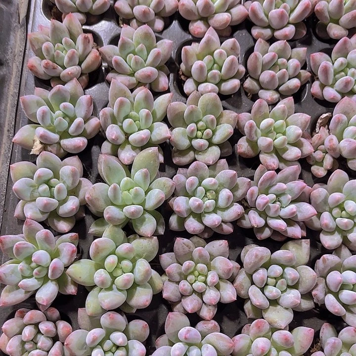 精品所罗门多肉植物