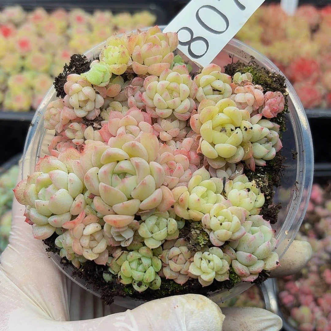 多肉植物多肉植物807