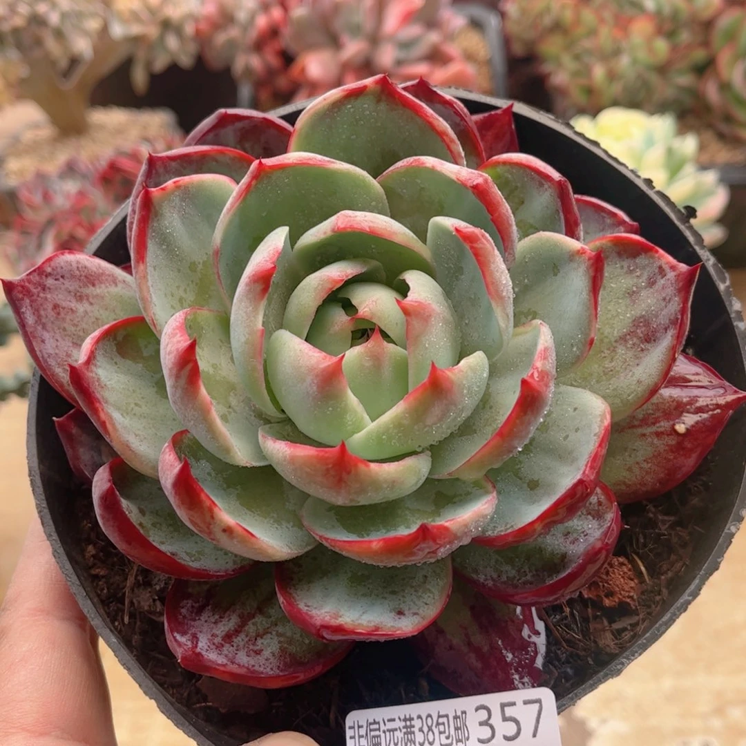 357惊鸿仙子德华多肉