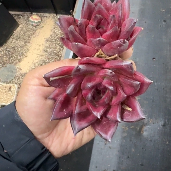 东云宝石 双头 一物一拍