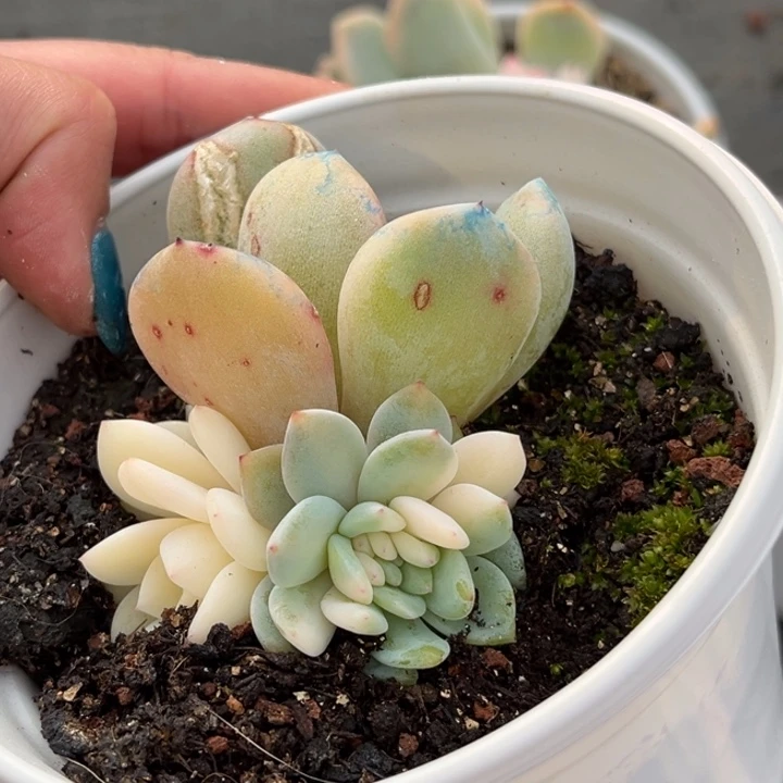橙梦露锦花脸缀化一颗