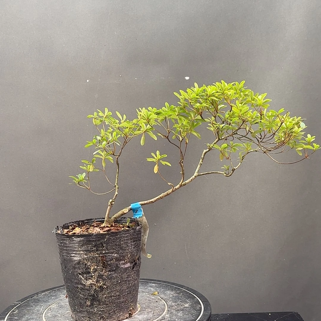 无花朵白惠有花朵