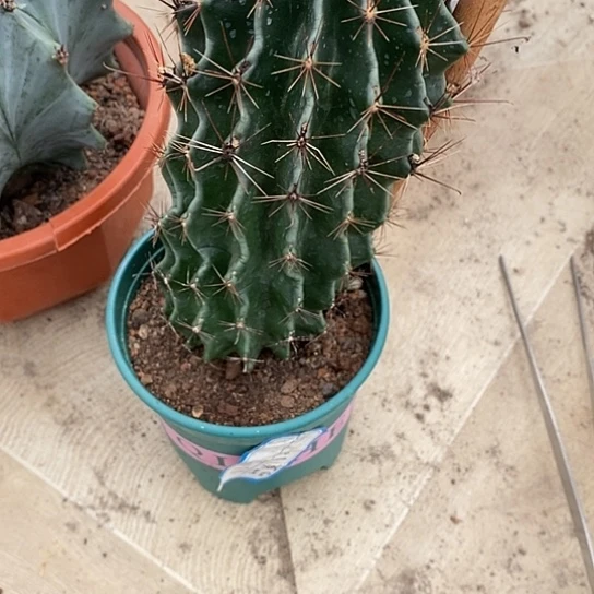 猫***‍一个大龙王仙人球