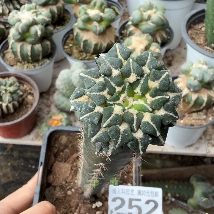 无花朵252红花馒头姬牡丹