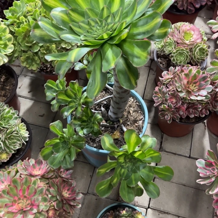 燕子中班锦多肉植物花花