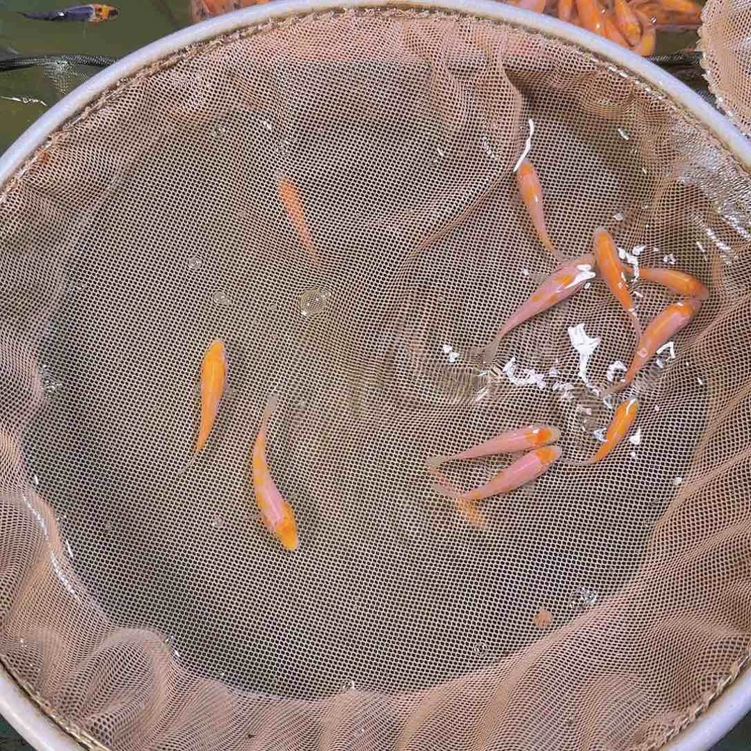 锦鲤珊*虫锦鲤的故事是