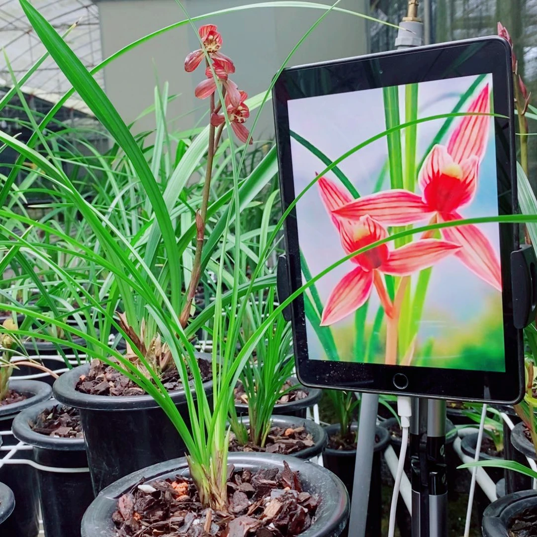 大部分花苞少量开放