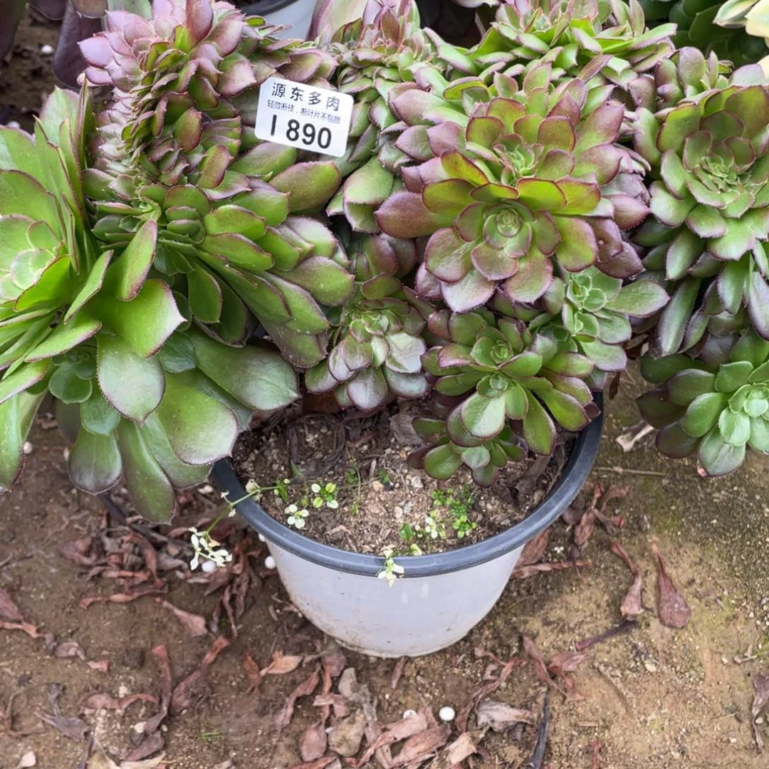 890荷兰多肉法师断枝不包