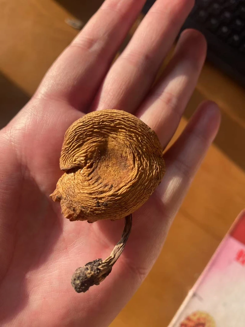 东北野生干榛蘑菇