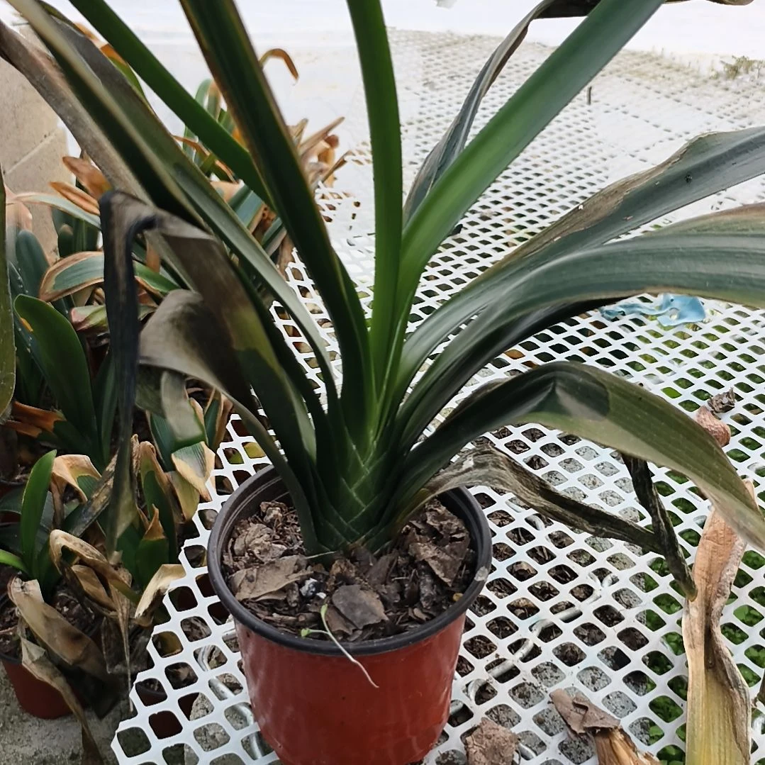 岁***年当前无花栽培后可以开花盲盒大苗一颗特惠无售后残叶