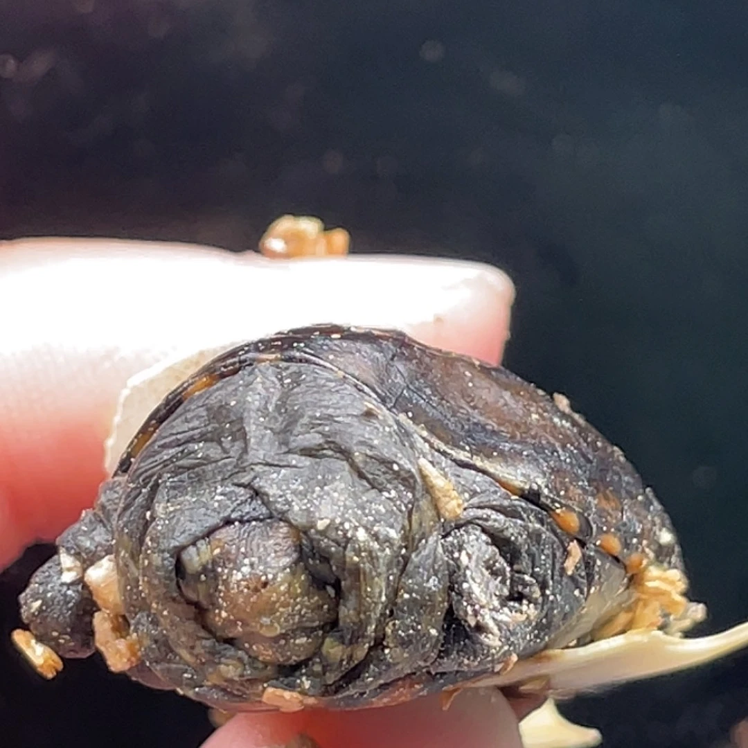 展***飞宠物龟不分公母瑕疵美版小种