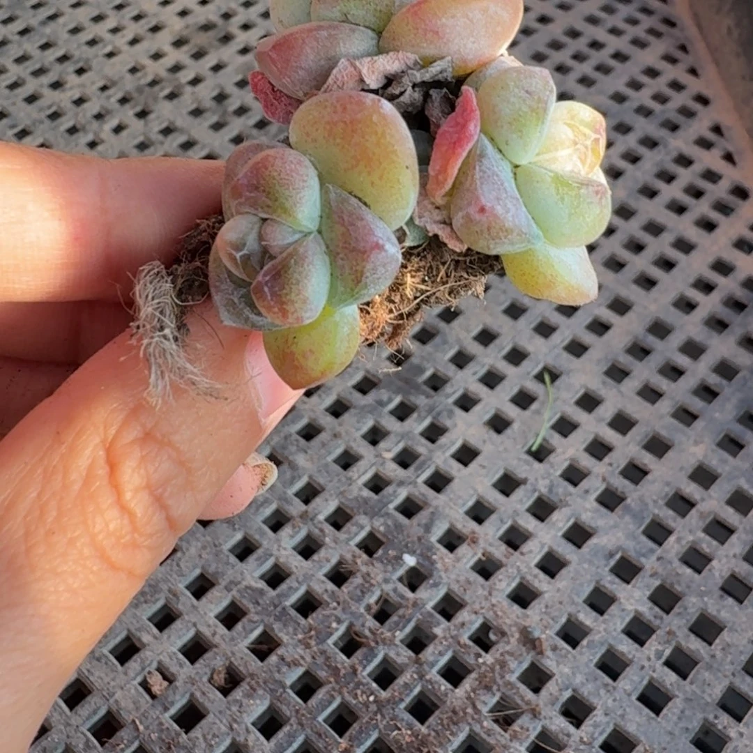 57号到手1颗，江北多肉